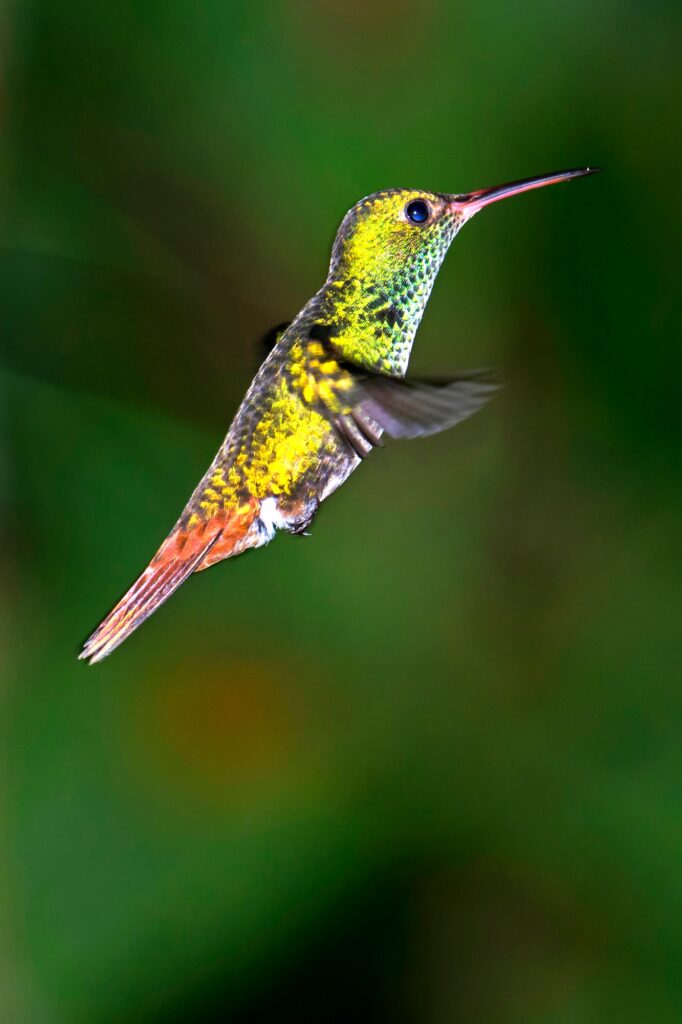 Hummingbird, Tropical Rainforest, Costa Rica